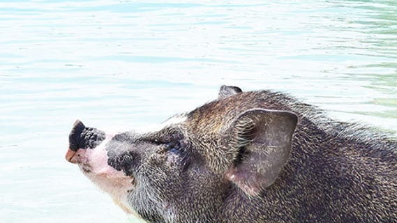 Koh Samui im Februar: Wetter, Reisezeit und was geht