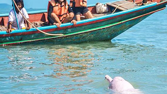 Bootstour zu den Rosa Delfinen vor Khanom bei Koh Samui im März