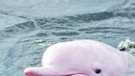 Rosafarbener Indopazifischer Buckeldelfin taucht im türkisblauen Wasser vor Khanom auf