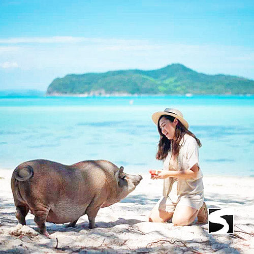 Ein Schwein liegt entspannt neben einer Besucherin im Sand