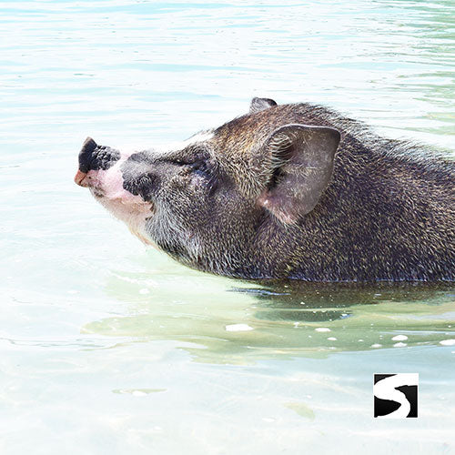 Schnorchlerin im klaren Wasser vor Koh Tan