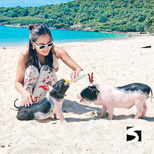 Gäste füttern die Schweine am Strand von Koh Madsum
