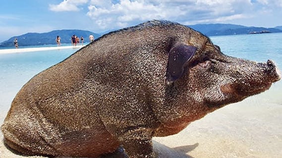 Schweine am Sandstrand von Koh Madsum