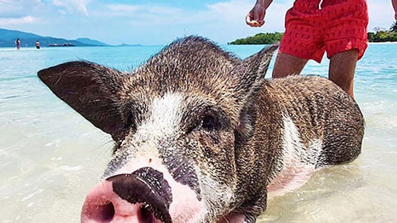 Strand auf Koh Madsum vor Koh Samui
